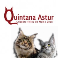 QUINTANA ASTUR, Criadero Felino de Maine Coon