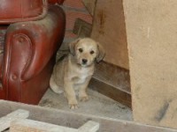 3 hermanitos en adopción