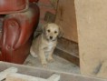 3 hermanitos en adopción